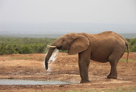 An elephant drinking water