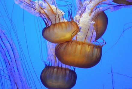 Photo of jellyfish by Wopke, Pexels