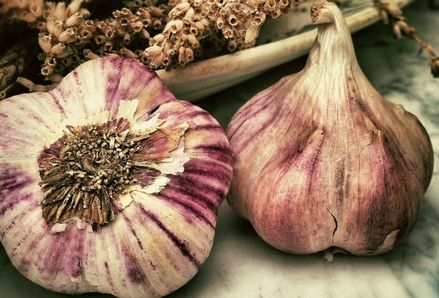 Garlic. Photo by Lobo Studio Hamburg.