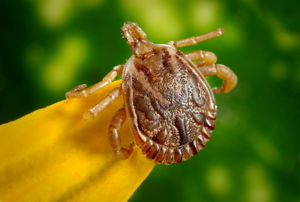 Photograph of a tick by Skeeze, Pixabay.