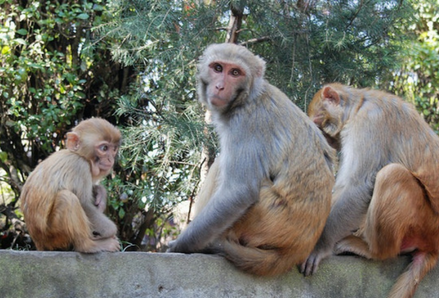 Three monkeys sitting on a wall in Nepal. Photo by Tullia Marcolongo.