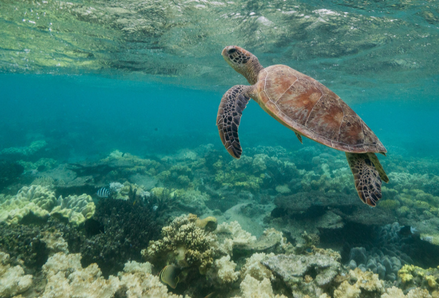 Sea turtle swimming through a reef. Photo by Scott Ruzzene, Unsplash.