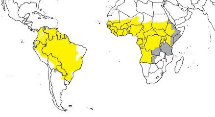 Map of Yellow Fever risk areas from IAMAT's World Immunization Chart (March 2018)