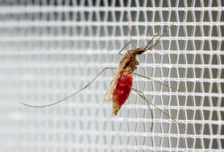 Female malaria mosquito rests on a screen. Photo by Alexander Wild.