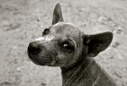 Black and white image of a dog looking at the viewer.