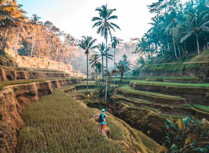 Person standing in rice fields